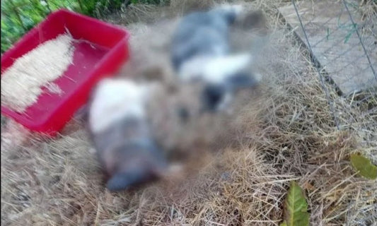 I conigli del rifugio brutalmente uccisi a calci
