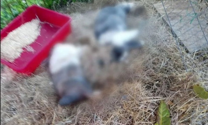 I conigli del rifugio brutalmente uccisi a calci