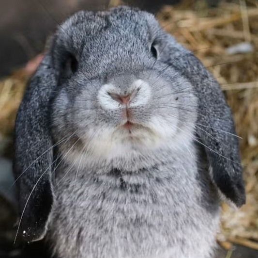 Il mitico Echo.
