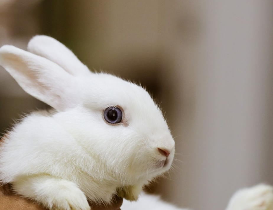 Stop alla sperimentazione animale in Europa